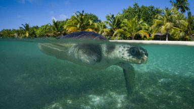 Injured sea turtle finds new home 5000 miles away in Scotland