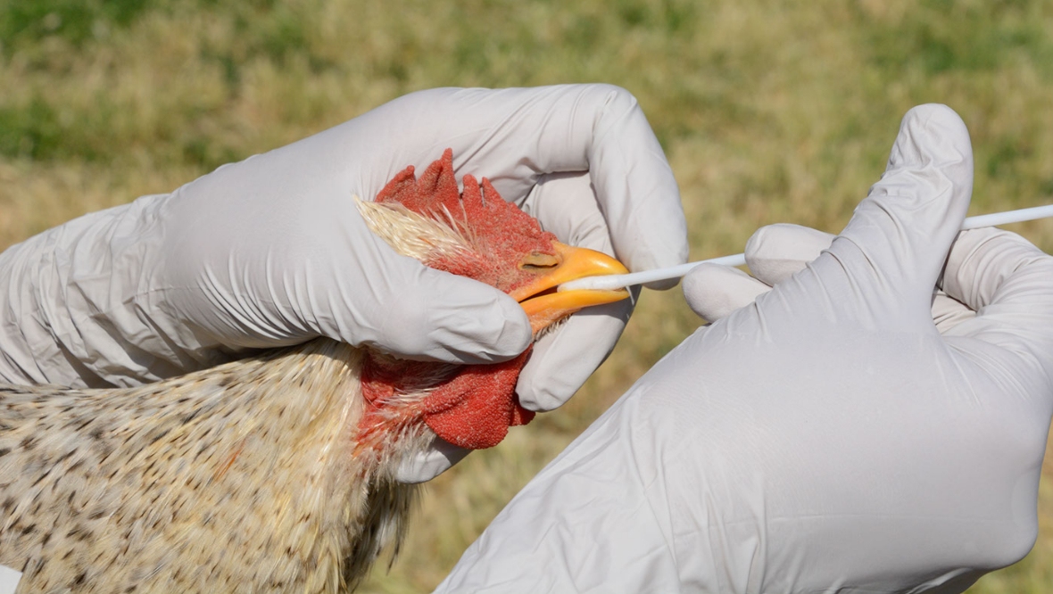 Third outbreak of ‘highly pathogenic’ bird flu identified in Scotland