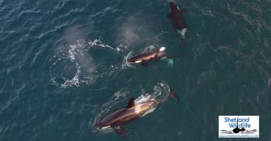 Citizen scientist ‘buzzing’ after encounter with killer whale pod