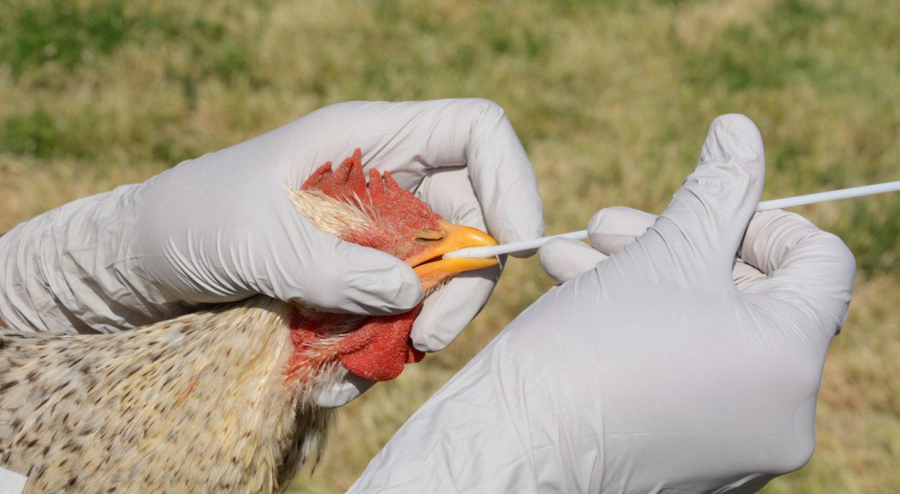Scotland-wide bird flu ‘prevention zone’ amid UK’s worst-ever outbreak