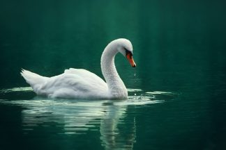 Swan hit by car after being ‘terrified’ by dogs off-lead on frozen pond in Elgin