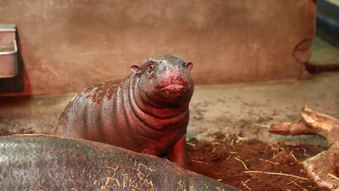 Feeling festive: Amara the pygmy hippo's first Christmas