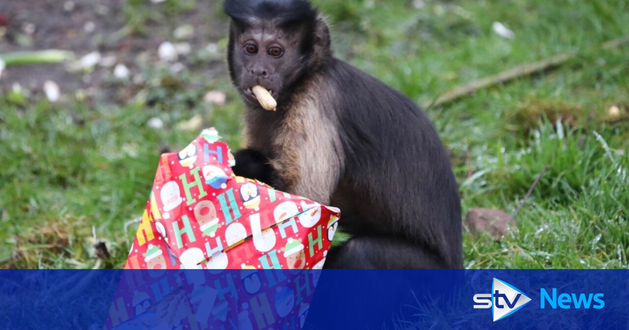 Monkeys given early Christmas presents at Edinburgh Zoo STV News