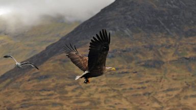 Two men arrested after Strathspey eagle’s nest ‘disturbed’ in Highlands