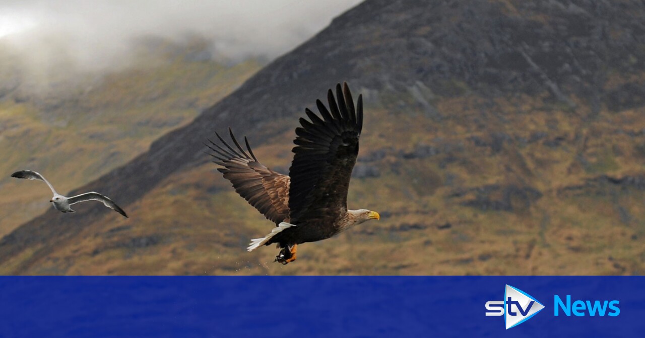 Fourth outbreak of bird flu identified as wild eagle found dead - Vimarsana News