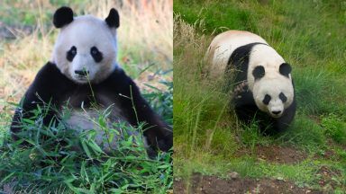 Edinburgh Zoo’s giant pandas to stay in Scotland for another two years