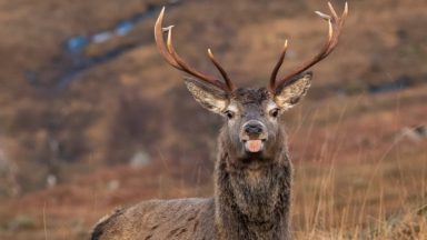 ‘Cheeky’ stag captured sticking tongue out at photographer