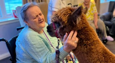 Dementia patients delighted by alpaca visit at care home