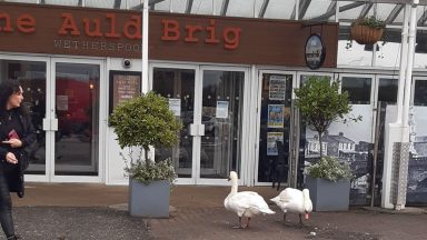 Police called as hungry swans make repeated trips to pub for food