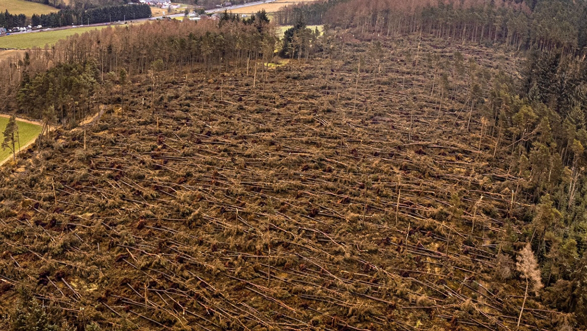 Eight million trees damaged by Storm Arwen across Scotland