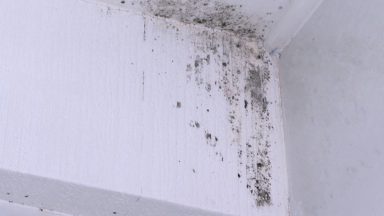 Complaints about damp and mould in houses rising in Glasgow
