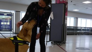 Detector dogs could help stop exotic diseases entering Scotland