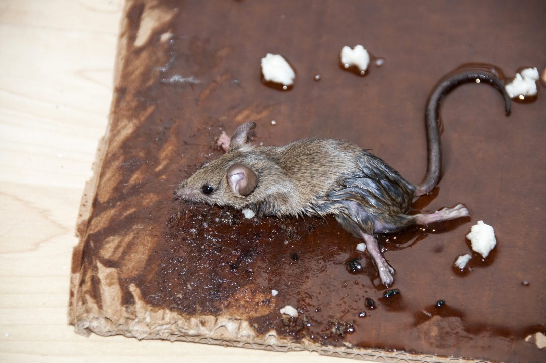 Scottish Government seeks to ban sale and use of ‘glue traps’