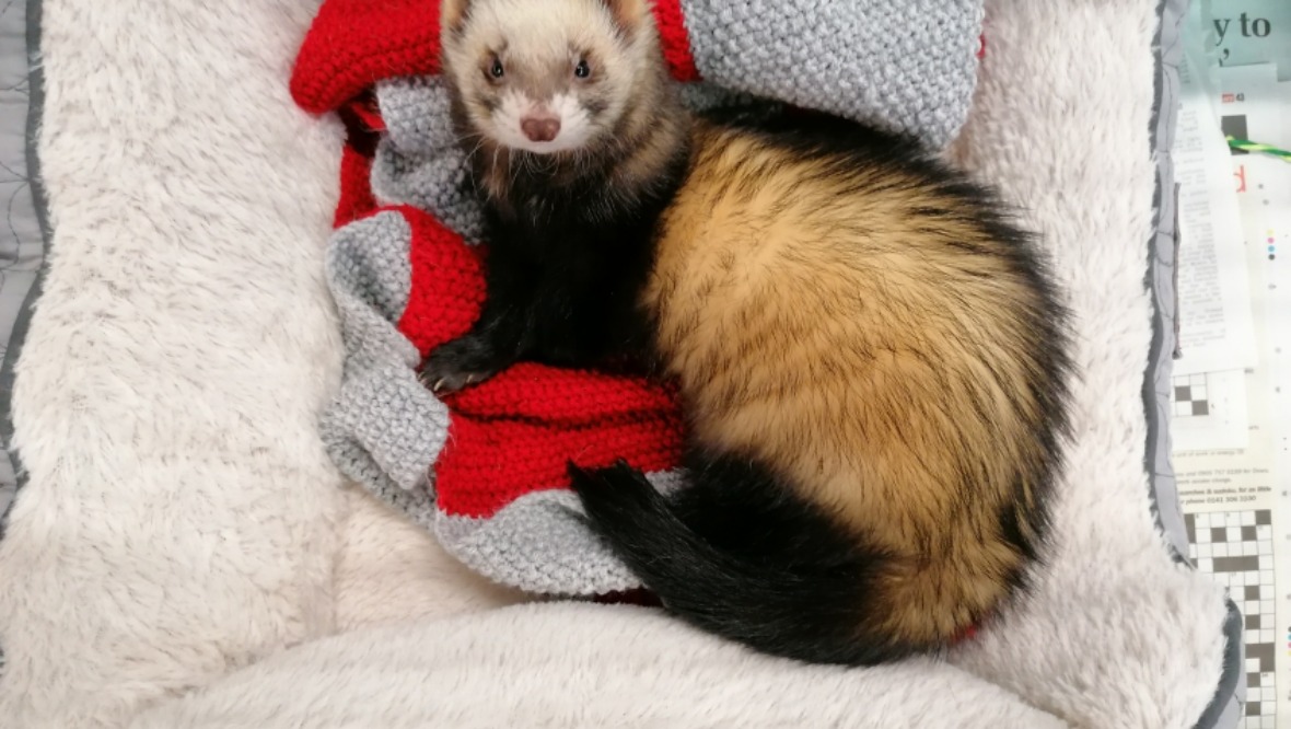 Spca ferrets store