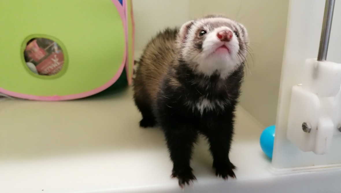 Scottish SPCA appeal to find forever homes for overlooked ferrets