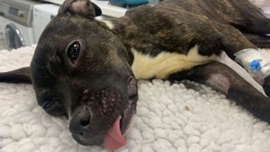 Probe after emaciated dog found covered in faeces and urine put down