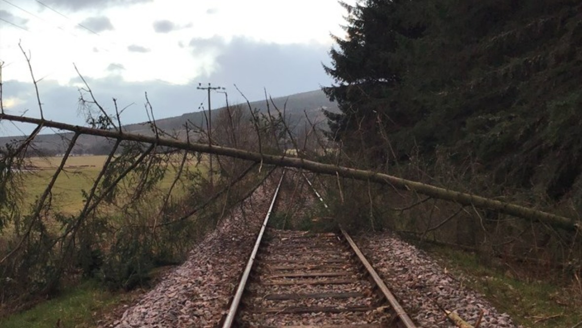 Network Rail Scotland: A tree on a railway line.