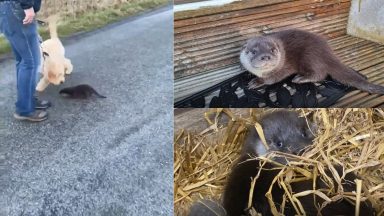 Otter cub separated from mum seeks help from family out on dog walk