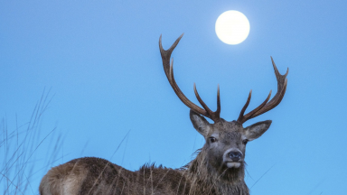 Photographer captures majestic stag with full moon between antlers