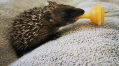 Teens tried to toss hoglets into bonfire and stomped two to death