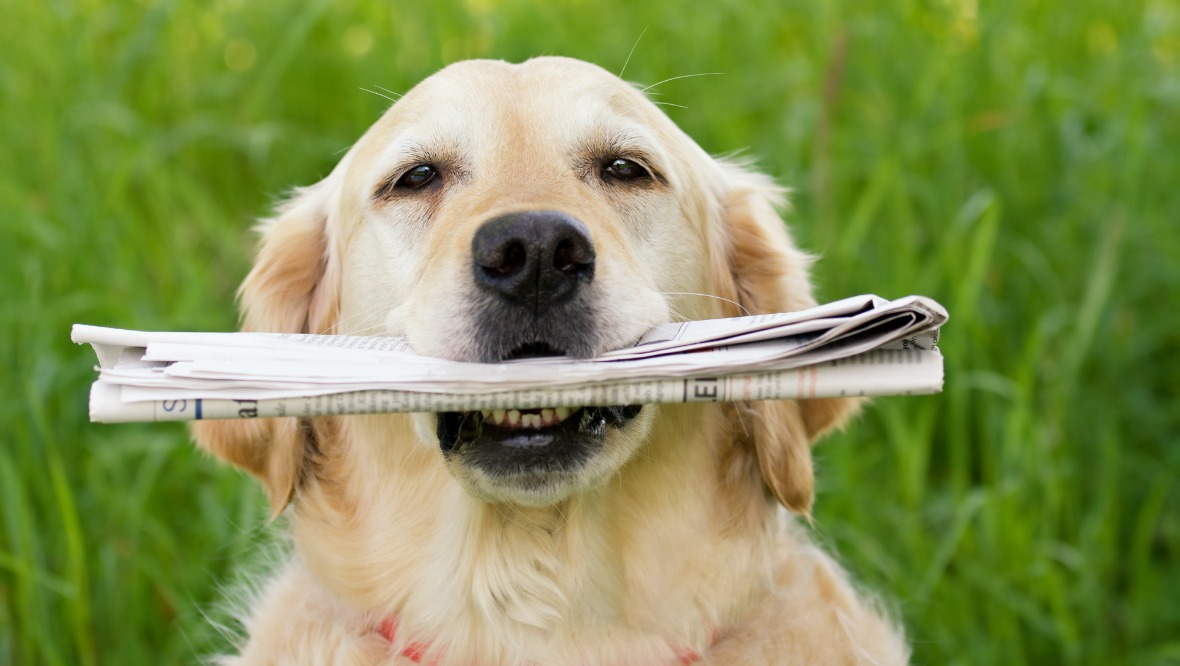 Stock image of dog with newspaper in its mouth.