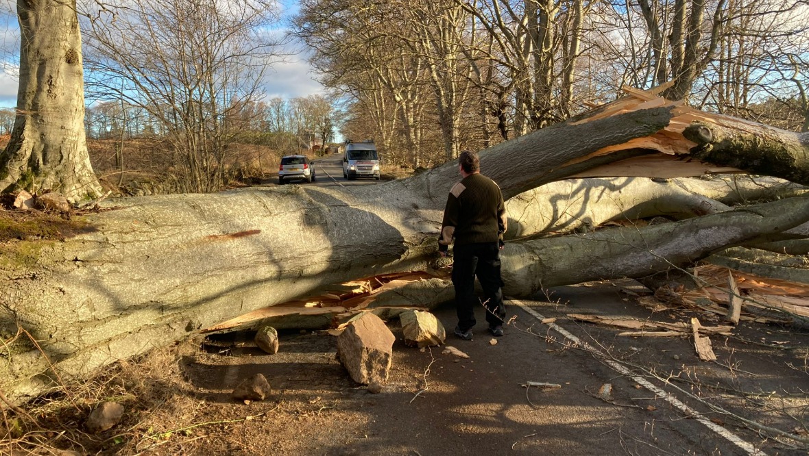 Banchory: A fallen tree has blocked the road.