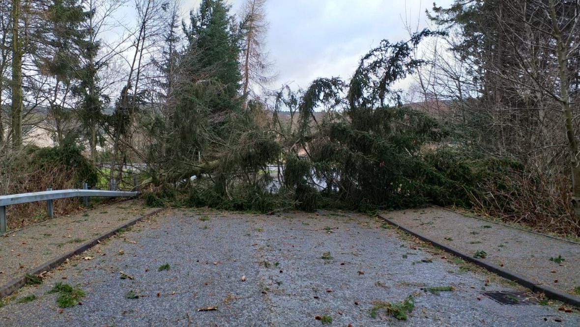  Timber: The strong gusts brought this tree down in Huntly, Aberdeenshire. 