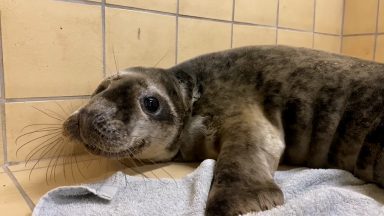 Sanctuary rescues first seal of the year after ill pup found near pier