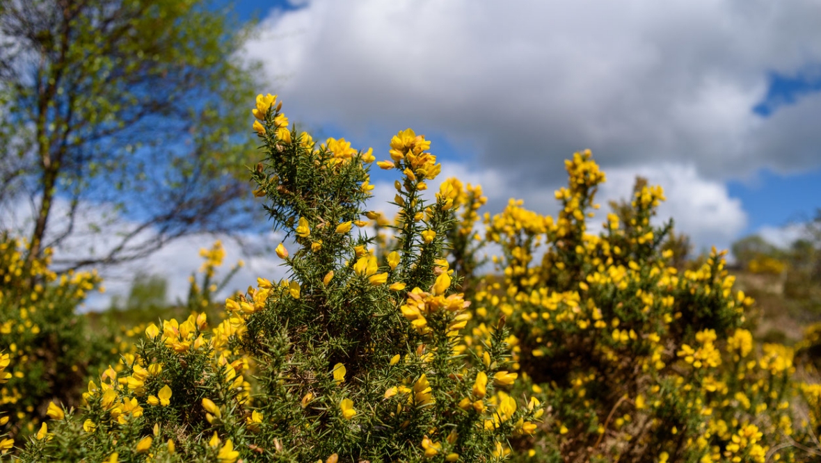 Protein from gorse bush could feed whole of Scotland, scientist says