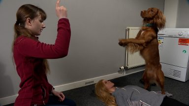 Clever cocker spaniel stuns owner with impressive tricks including CPR