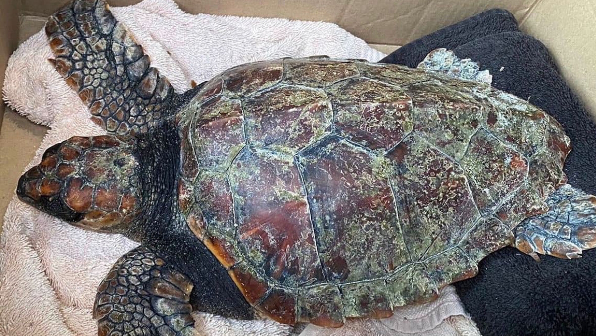 Tropical sea turtle rescued after washing up on island beach