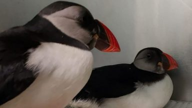A pair of rescued puffins - Tony and Don - have been released successfully back into the wild.