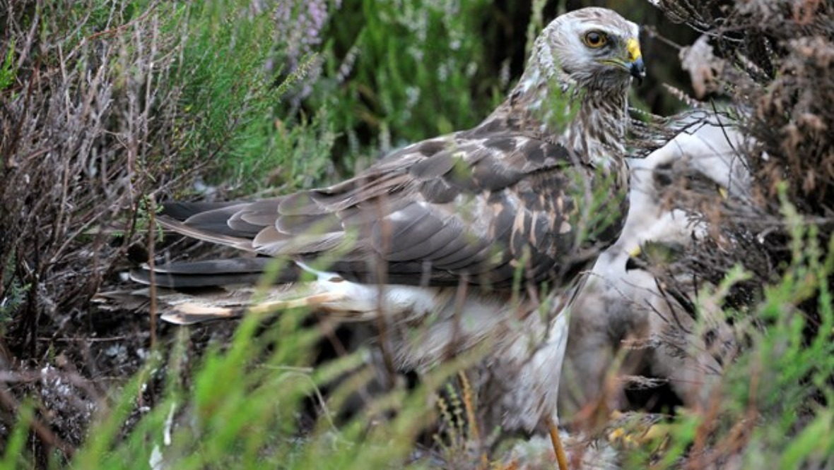 Estate rapped over evidence of wildlife crime against birds