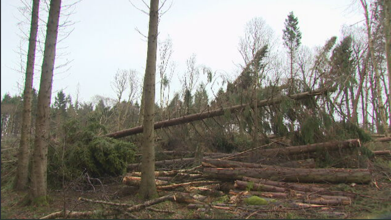 Damage from Storm Arwen causes popular theme park Go Ape Aberdeen to close permanently