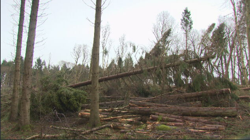 Impact of Storm Arwen in Haddo