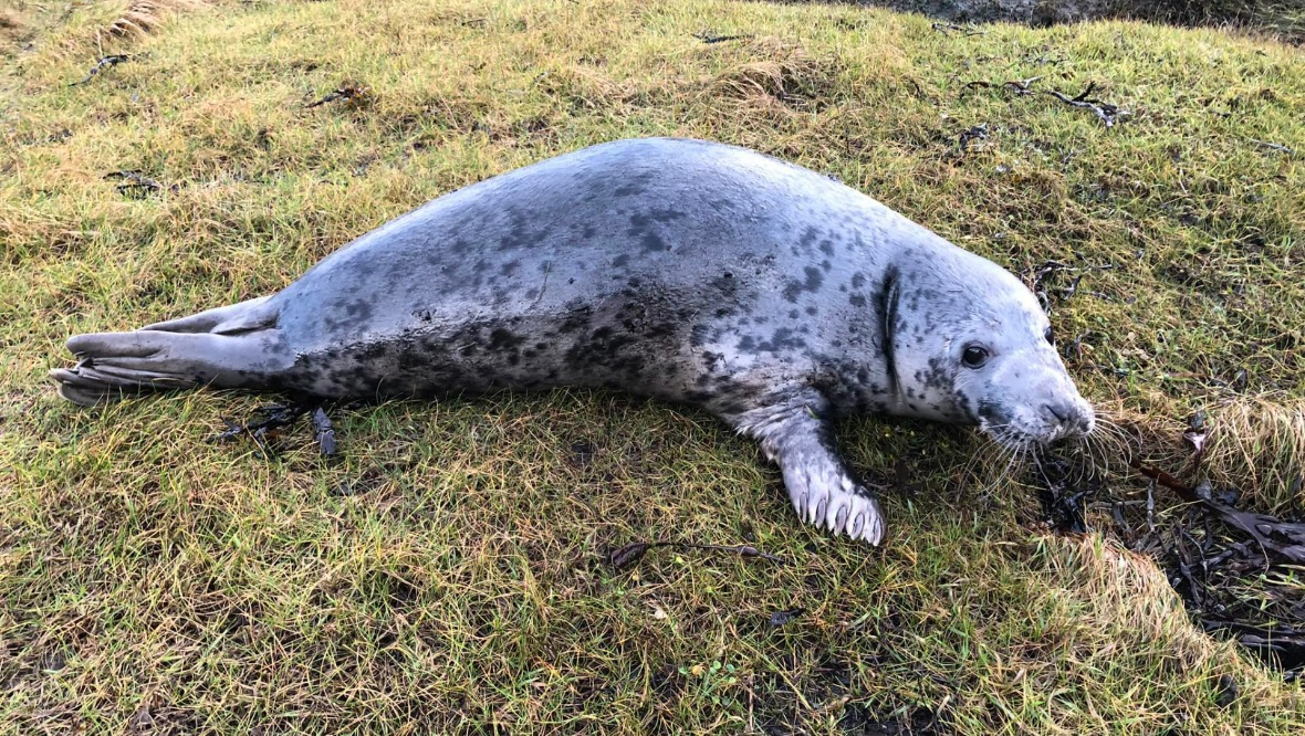 Rescued: The grey seal made its way back to sea.