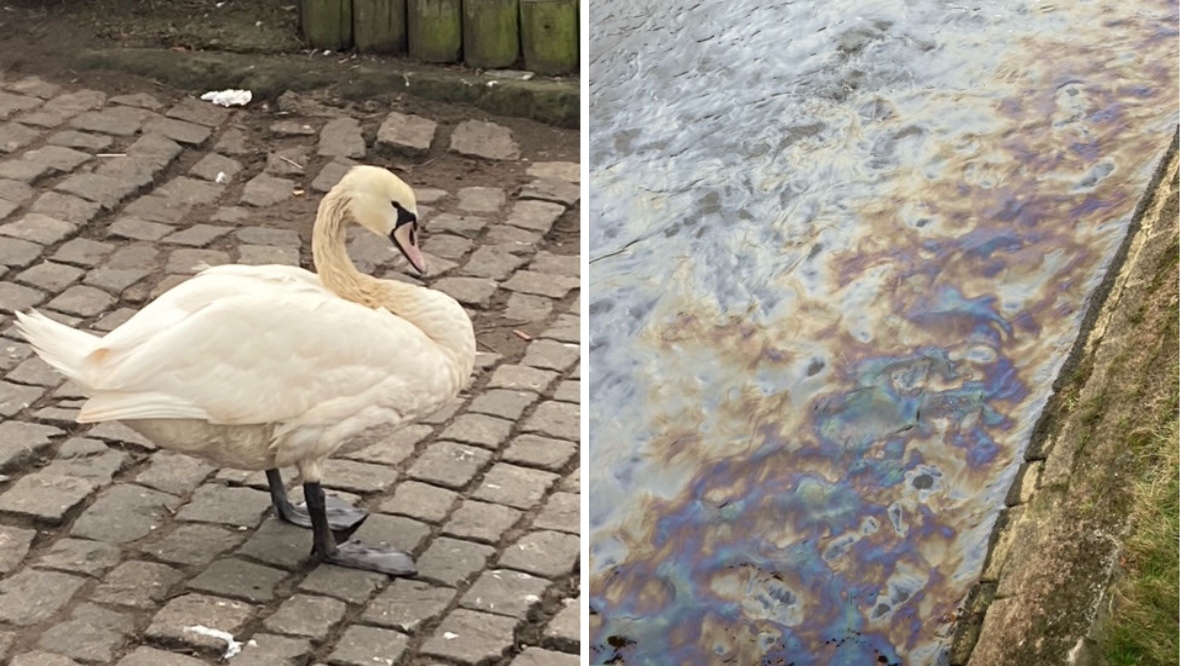 A swan affected by a suspected pollution event on the River Esk, Musselburgh.