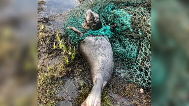 Seal cut free from ‘floating death trap’ of discarded fishing net