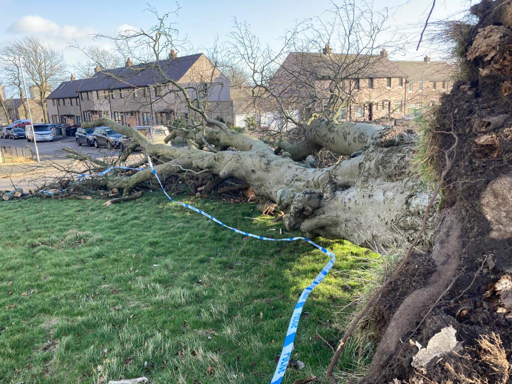 A 60-year-old woman was crushed by a falling tree in Aberdeen on Saturday.