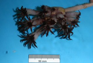 New species of deepwater soft coral discovered in Scottish waters