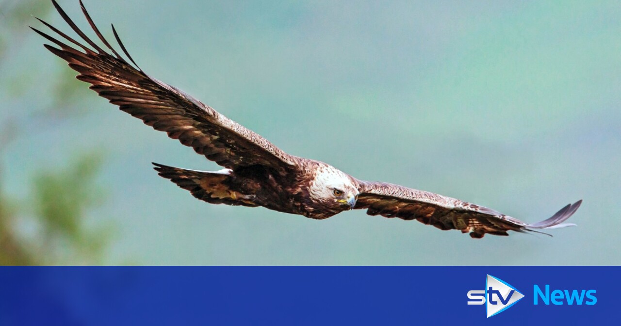 Estate rapped over evidence of golden eagle poisoning | STV News