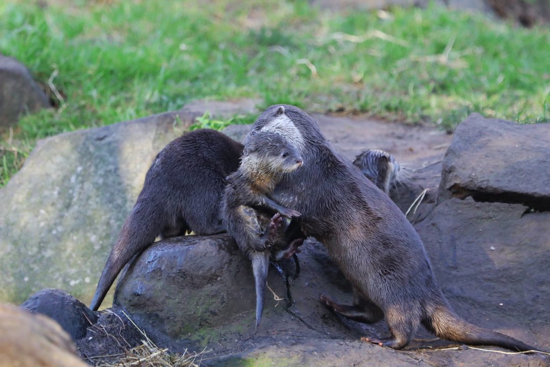 Asian small-clawed otter pups make first appearance at Edinburgh Zoo
