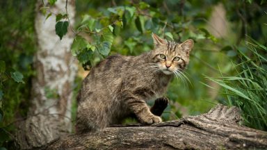 Police have seized a Scottish wildcat kitten from an organisation in Wales