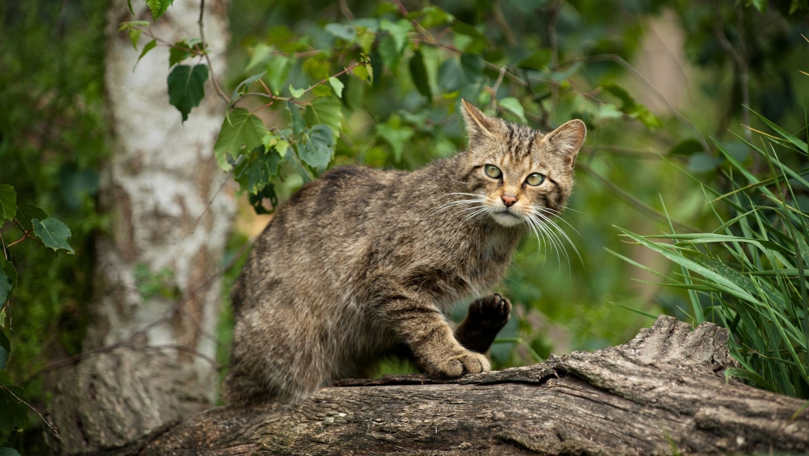 Police have seized a Scottish wildcat kitten from an organisation in Wales