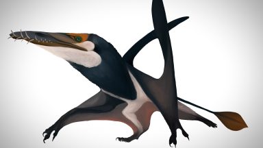 World’s largest Jurassic pterodactyl fossil unearthed on Skye
