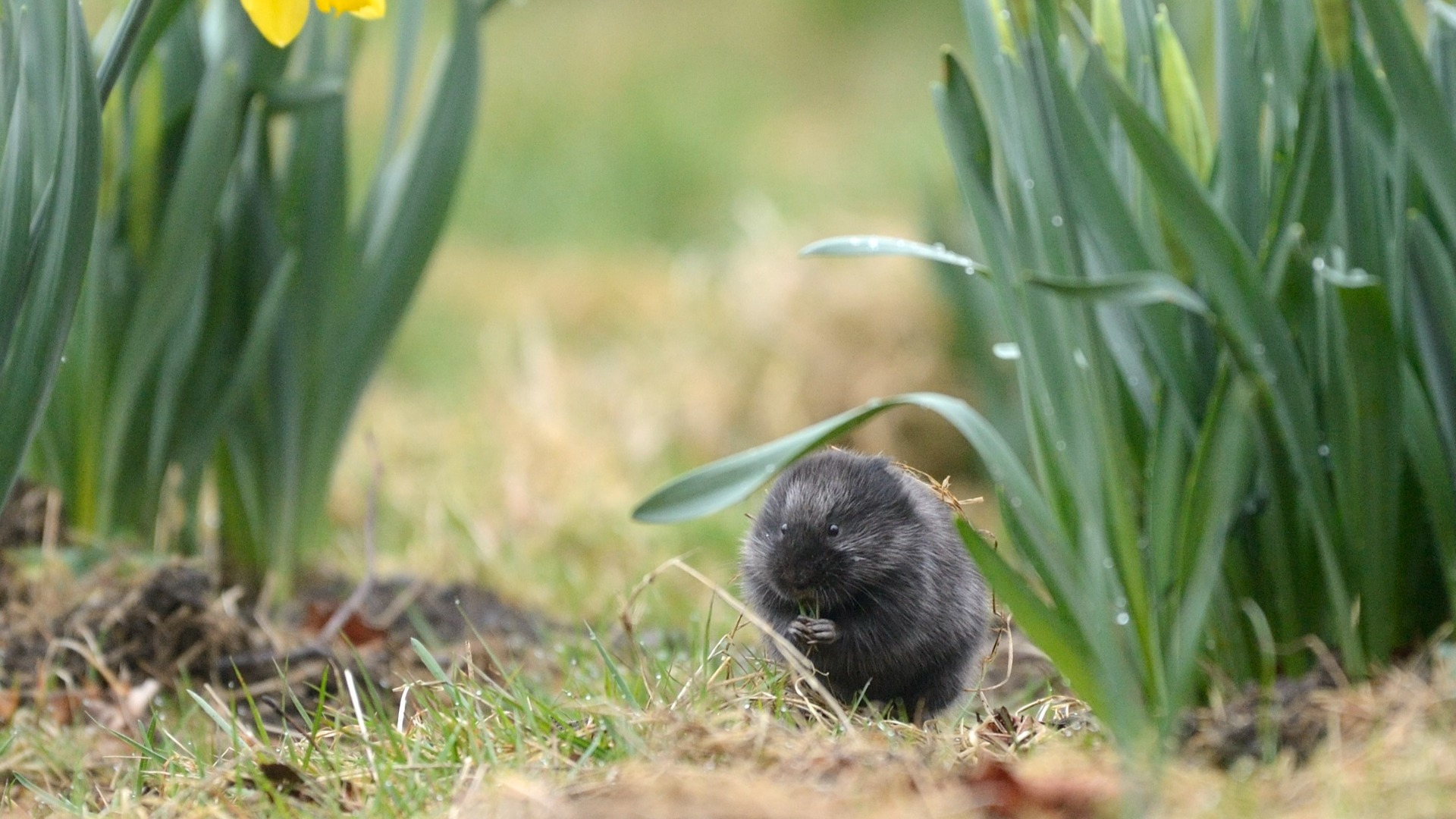 A European Water Vole in Glasgow. (Credit: Lorne Gill/NatureScot)