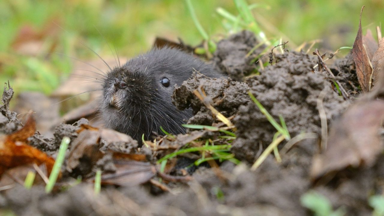 New tool to identify suitable habitats for under threat water voles