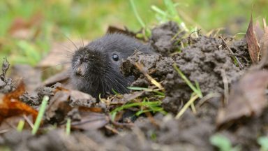 Beavers pave way for return of endangered water voles to Scottish rainforest