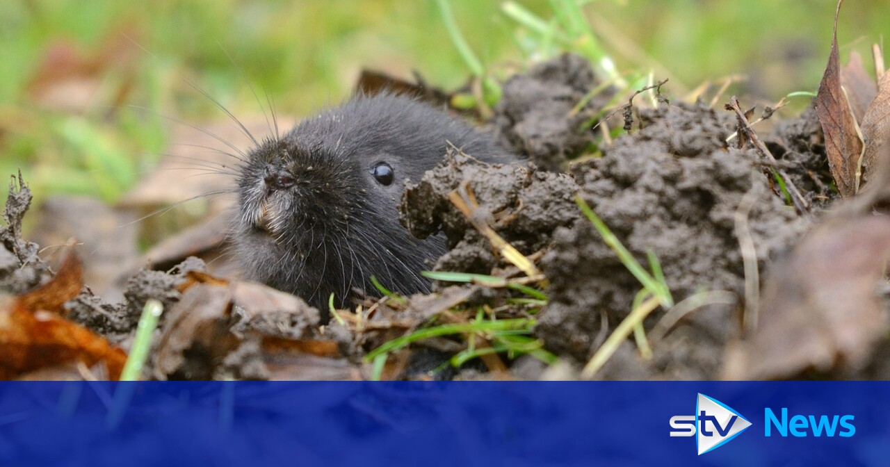 Beavers pave way for return of endangered water voles to Scots rainforest