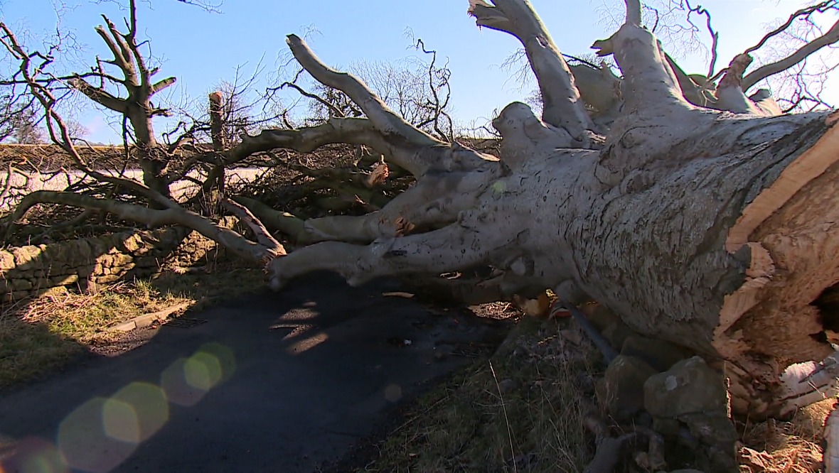 Scotland: Tree blown down by Storm Dudley.